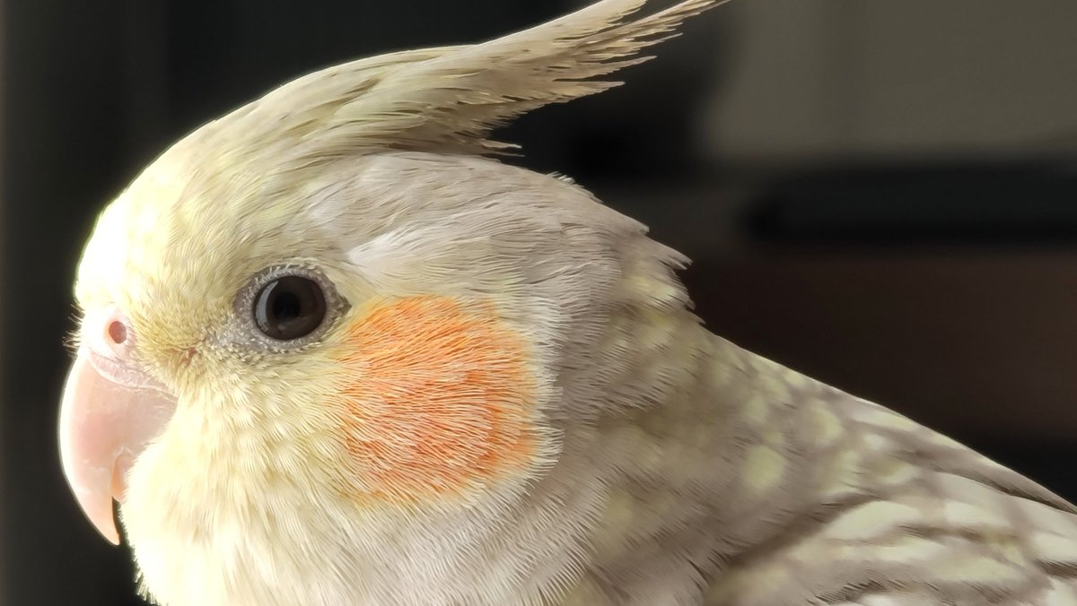 skyward0320r's tweet photo. ナショナルインコグラフィック https://t.co/2nE1byG3oe