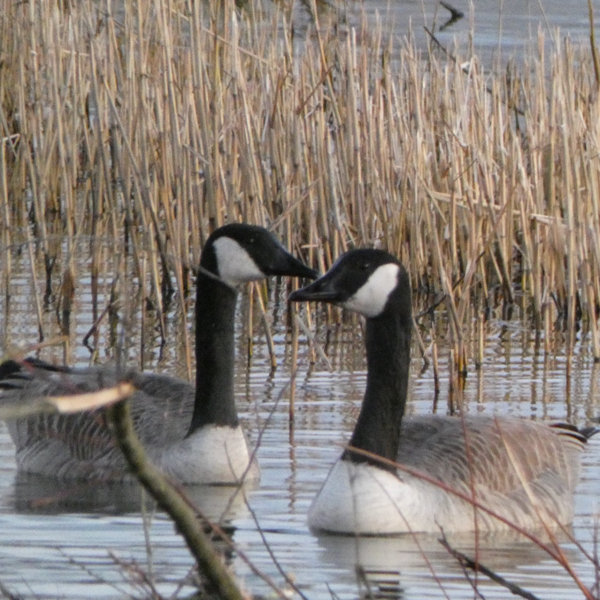 Ganzen en zwanen op de #suikerzijde