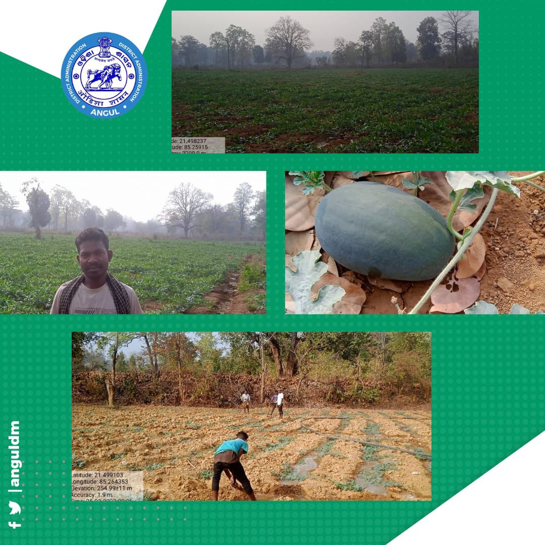angul_dm's tweet photo. Watermelon (Ice-Box) cultivation at village :- Gopapur in Bandhabhuin GP under AIC Cluster in IFAD's intervention under OPELIP Odisha #PaudiBhuyanDevelopmentAgency #PBDA #Jamardihi #Pallahara #Angul for FY-Rabi-2022-23. https://t.co/H789lfs2Yg