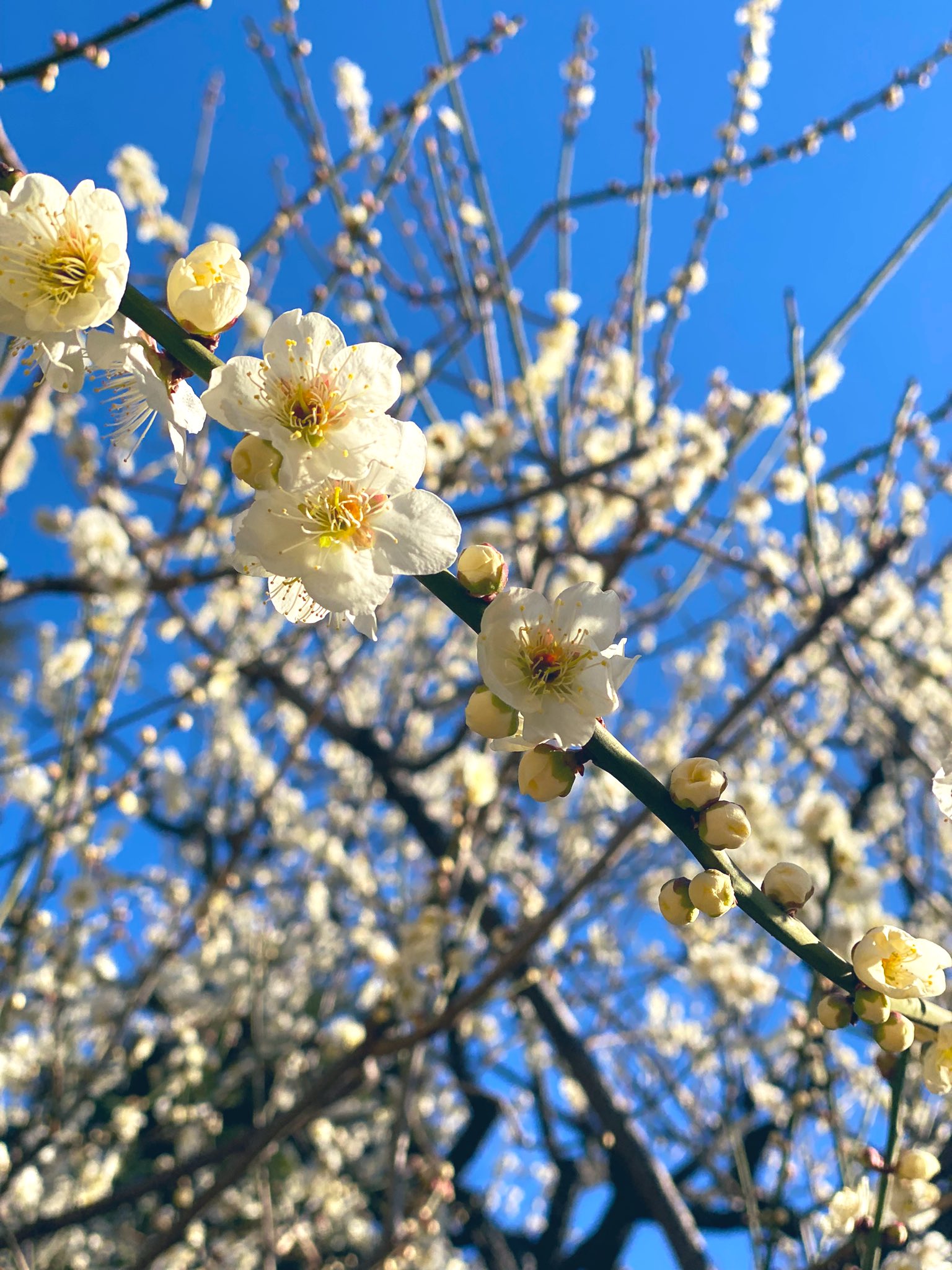 池辺久美子 on Twitter 