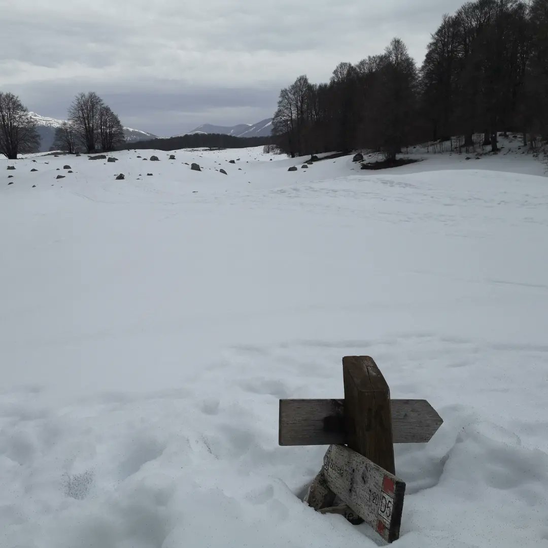 LepiniTrek1536 tweet media