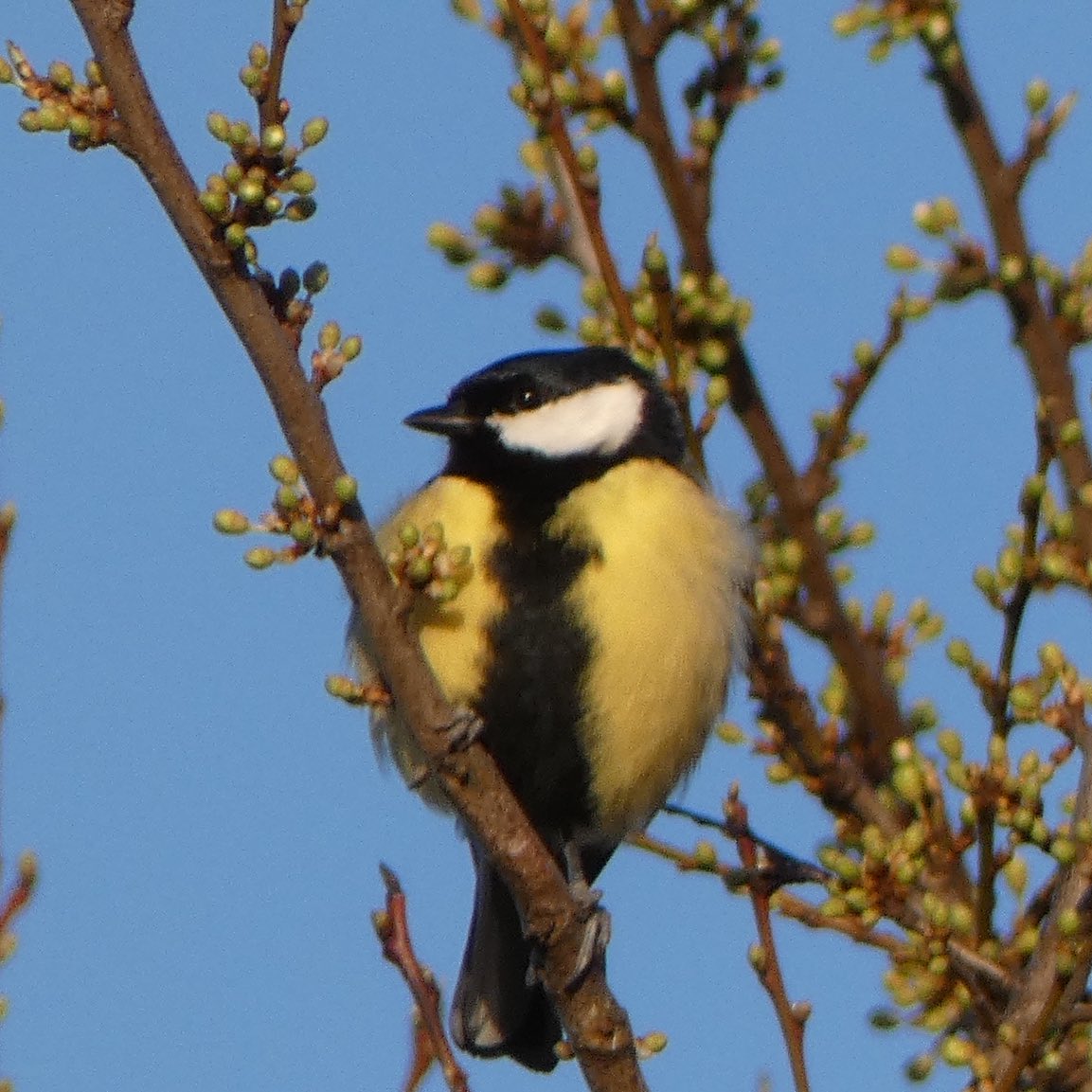 Alle mezen en vinken verzamelen! 
Genieten in de ochtend op de #SuikerZijde