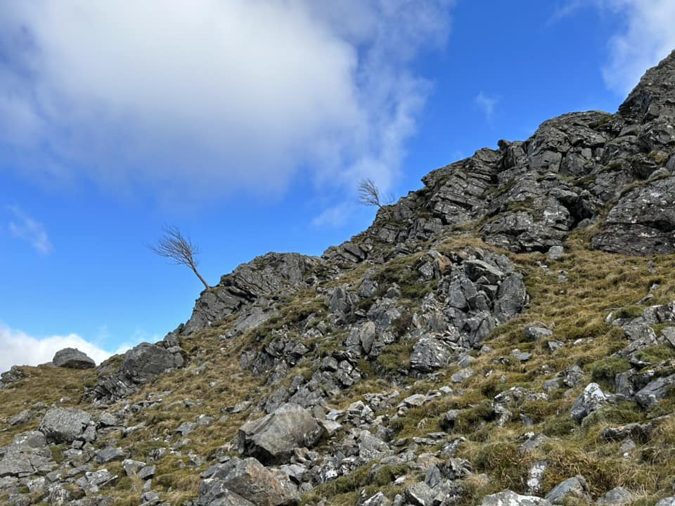 Watts_SH's tweet photo. More evidence that mature trees can grow at altitude in the western Scottish Highlands, demonstrating a lost habitat but also potential for mountain woodland #restoration. 📷 by Lewis Taylor c.650m in the Mamores. #mountainbirchproject #highmountaintrees #mountainwoodland https://t.co/Coo1dAbowy