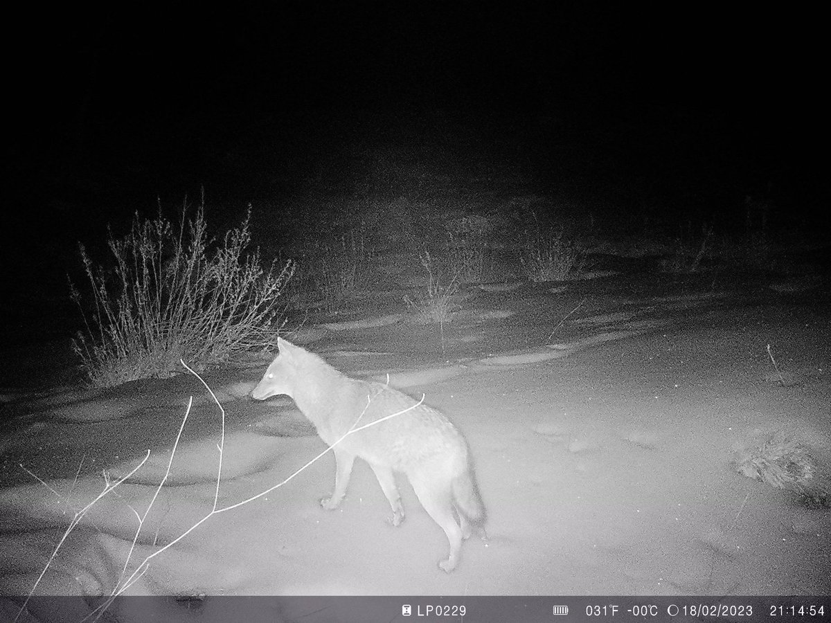 KarlKharrat's tweet photo. #Lebanon 🇱🇧 #biodiversity monitoring site under the snow 😻 
@LifeplanProject

By @fs_usj @USJLiban @BciLeb 
@JouzourLoubnan https://t.co/UdeA38RHAI
