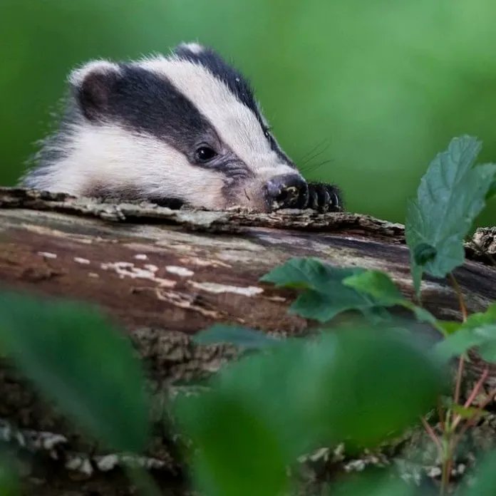Now more than ever, we must recognise #badgers for their role as ecosystem engineers and protect them and their homes accordingly ✊ Be inspired to make #SpaceForBadgers > buff.ly/3jmxThk 📸 @badgeredchris (on Instagram) 

— Badger Trust (@Badg…