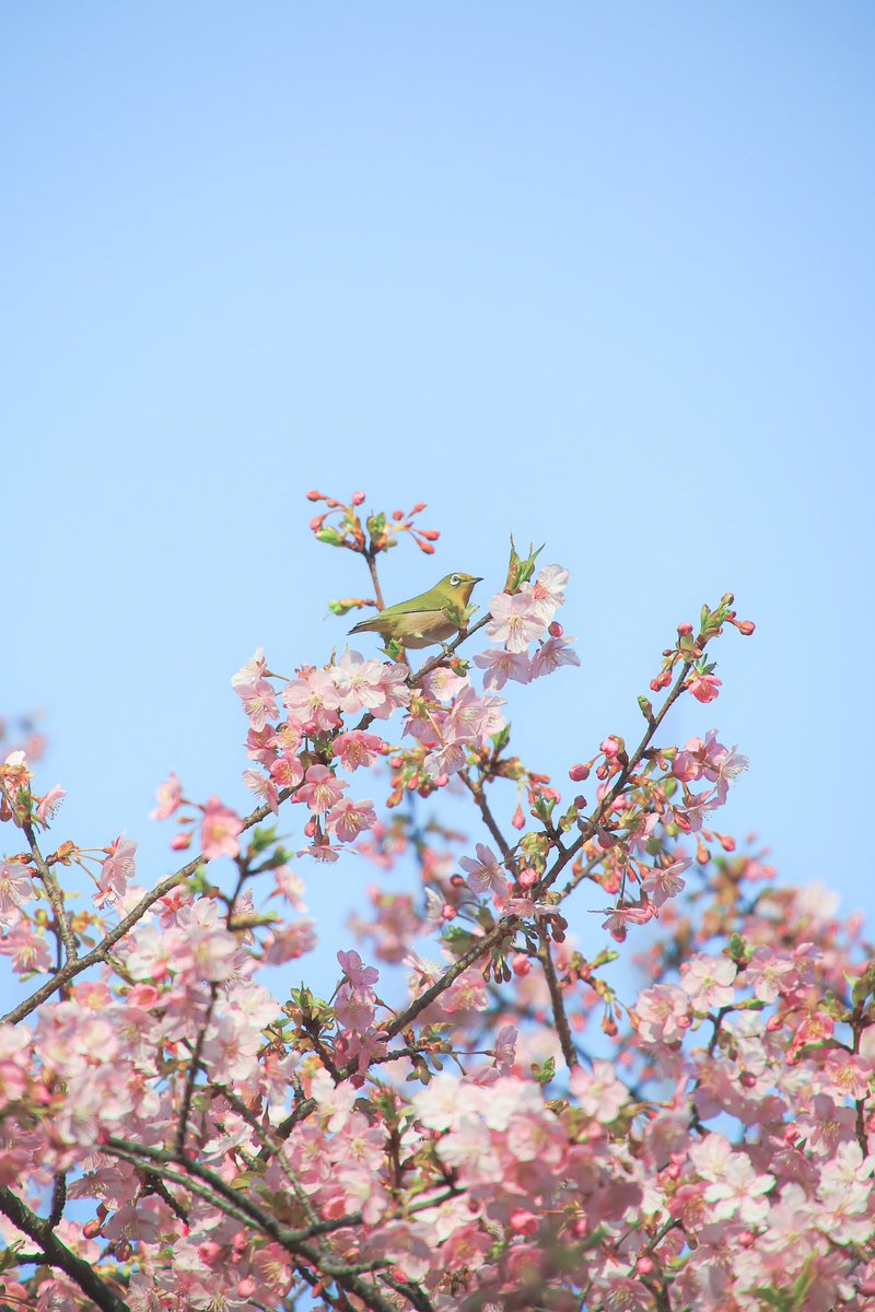 ___phoooto's tweet photo. 今年も会えたね

#ファインダー越しの私の世界 
#写真で伝える私の世界 
#写真好きな人と繋がりたい 
#キリトリセカイ https://t.co/WfOUUNHOyU