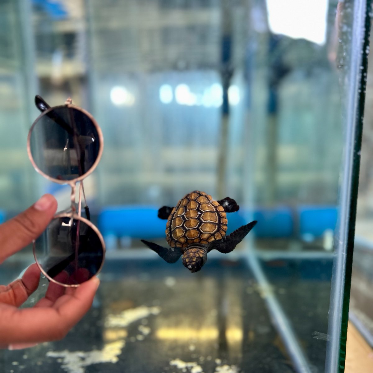 2OceansAquarium's tweet photo. Hatchlings can be as small as the lens on a pair of sunglasses πΆπ’ Keep this image in mind the next time you're strolling along a Western Cape beach - you might encounter a little turtle in need of help. #twooceansaquarium #turtlehatchling #strandingseason #turtlerescue https://t.co/pZcGuzpNPW
