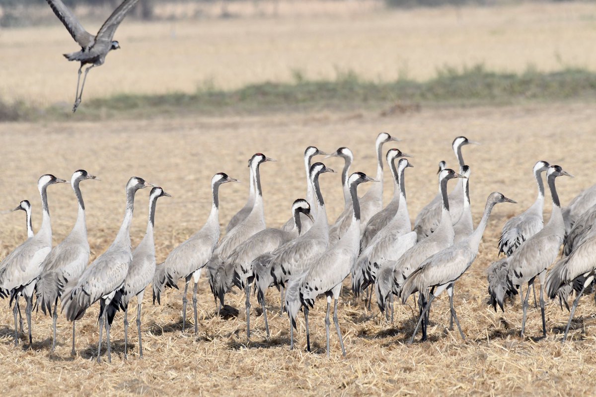 mgknair's tweet photo. #CommonCranes #IndiAves #birdphotography #nalsarovar #birding https://t.co/mgqxK3IJyL