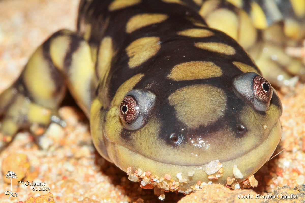 OrianneSociety's tweet photo. On #ScienceofScales: The largest member of the Ambystomatidae family is the #TigerSalamander, approaching lengths of 35 cm. They can be found across most of the U.S., although populations are disjunct in many places and declining in others.
Read more: https://t.co/xN8B0FFLaW https://t.co/SKvaCFH1fV