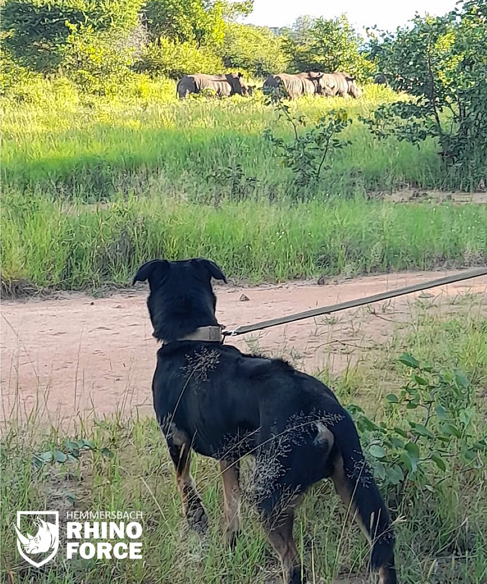 On-foot encounters are exciting. Even more, when on patrol with one of our #k9 trackers! Thanks to our furry buddies' characters, paired with excellent training and handling, these meetings in the bush are not stressing anyone, except rhino poachers! 

#hemmersbach #rhinoforce