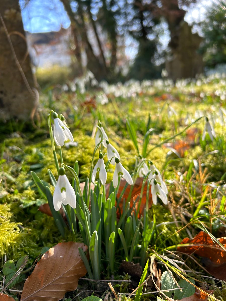 PollardHelen's tweet photo. Don't have to travel far to see a great display of #snowdrops.  These are right next door at Chicklade Church
https://t.co/yrt07uL1Pb
#SpringBreak2023 #Springbreak #Wiltshire #Springflowers https://t.co/6Y0UNLR3Vm