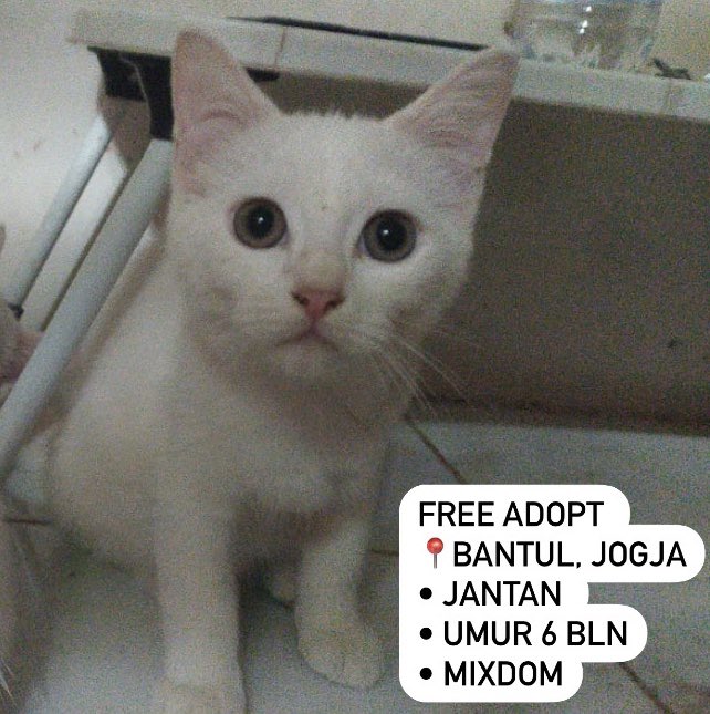 🐈‍⬛ hi yg di jogja, dia lagi cari furrever home. he’s such a sweet boy tapi sayangnya di ghosting 2x sm calon adopter. berharap bgt bisa nemu keluarga yg pas dan bakal sayang sm dia 🥺🐱🫶 help rt, likes n share ya guys! tq ^^