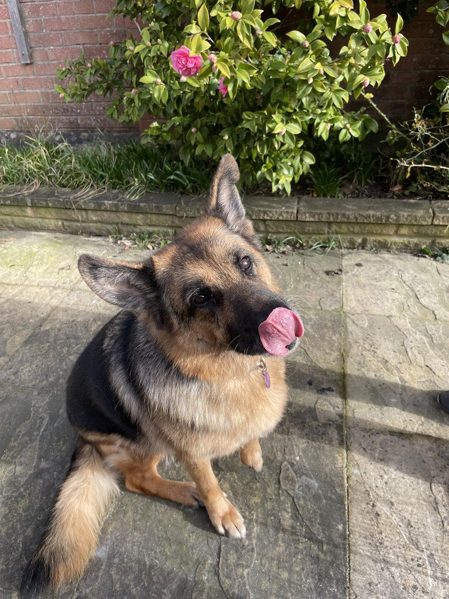 This big fluffer is 11 today! Happy Birthday Martha 🐾💕