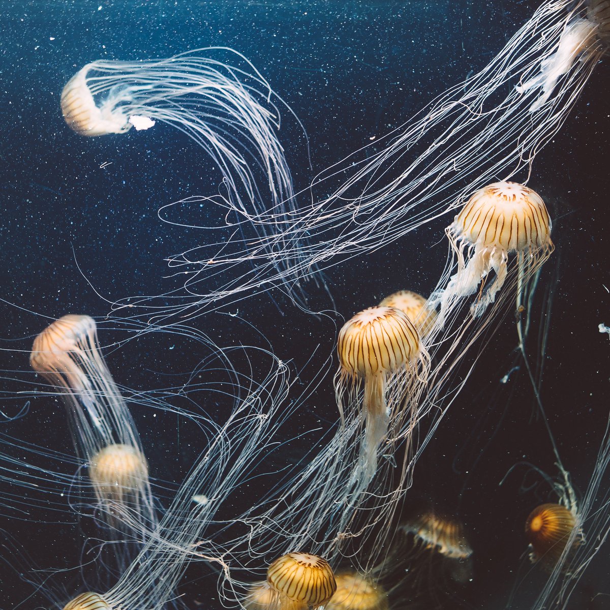 LeaveNoTraceIrl's tweet photo. #ExploringOurMarine: The Compass Jellyfish
• Conservation status: Common
• When to see: May - October
The Compass Jellyfish is named for its distinctive pattern: the bell is a yellowish-white with brown lines radiating out from a central circle - just like a compass!
1/6 https://t.co/7r9T8OvakS
