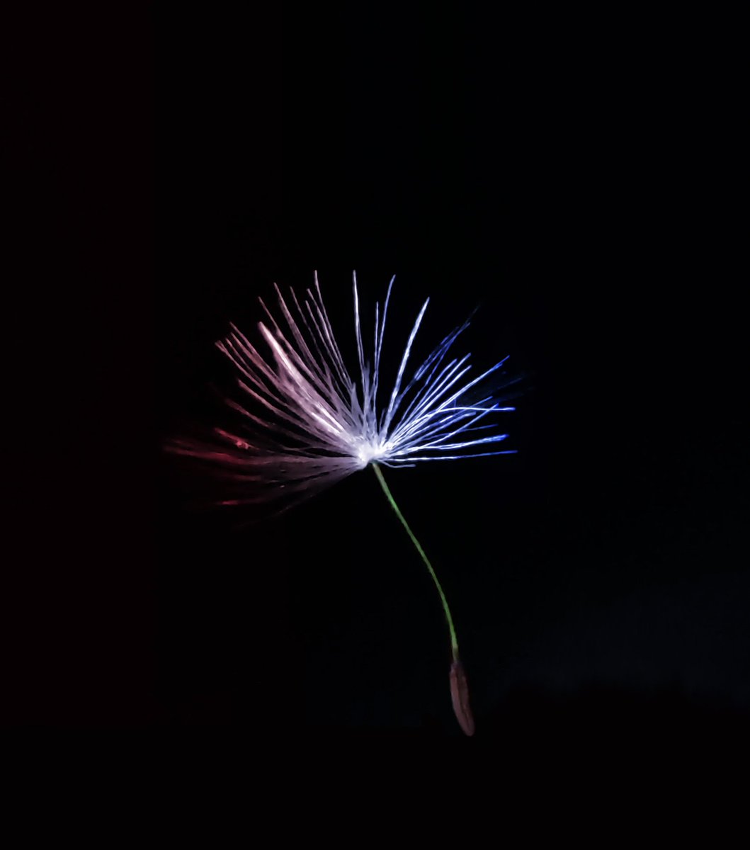 the_scapes's tweet photo. Yet Another unit of this inscrutable system...
It seems that dandelion is a representation of universe on a small scale
A single dandelion floret.
Shot on redmin9pm
#DANDELION #aesthetic #photography #macro #algorithm #algorithmaccelerated #trending #viral #shotonredminote9promax https://t.co/aw9o1WifXY