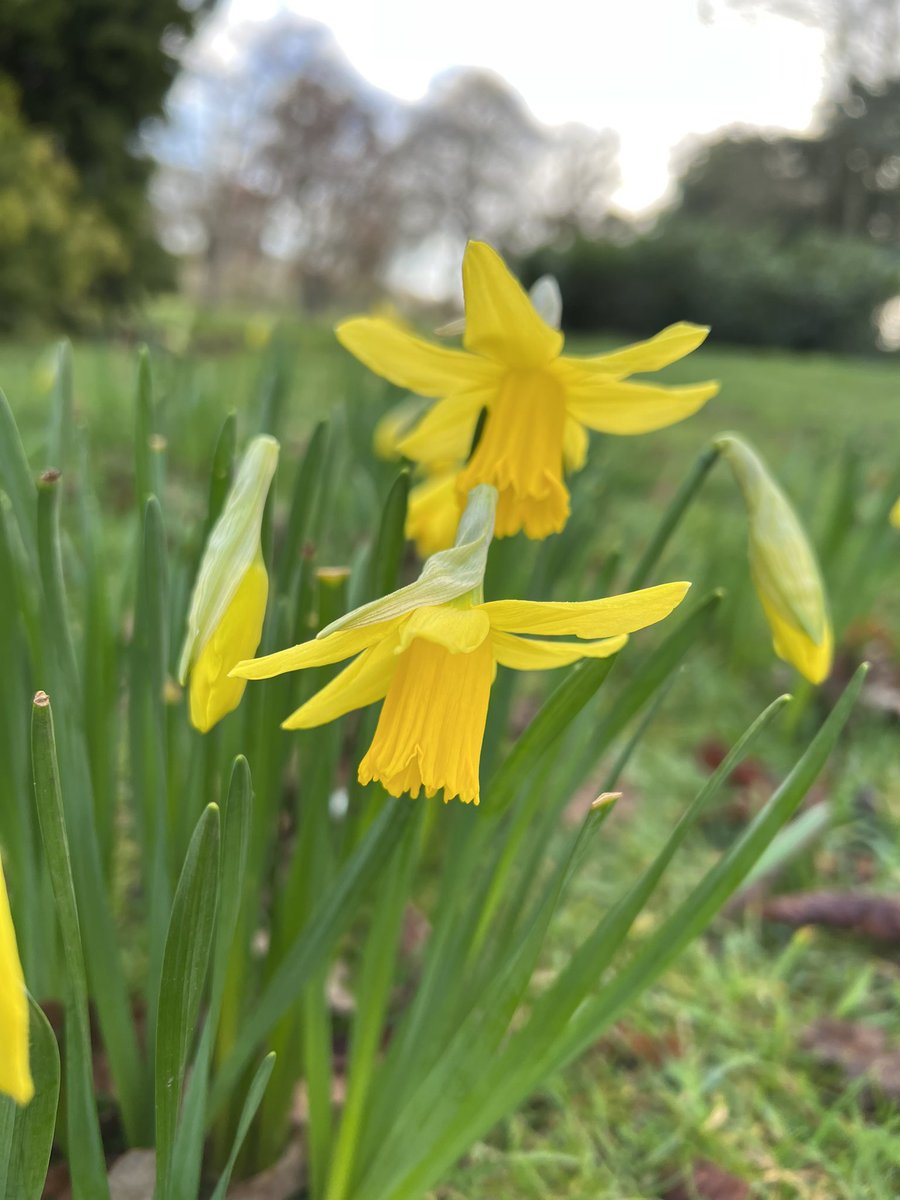 stevewashbourne's tweet photo. “The flowers of late winter and early spring occupy places in our hearts well out of proportion to their size.”
#morningrun
#TCSLM https://t.co/q1PWCmZf3U