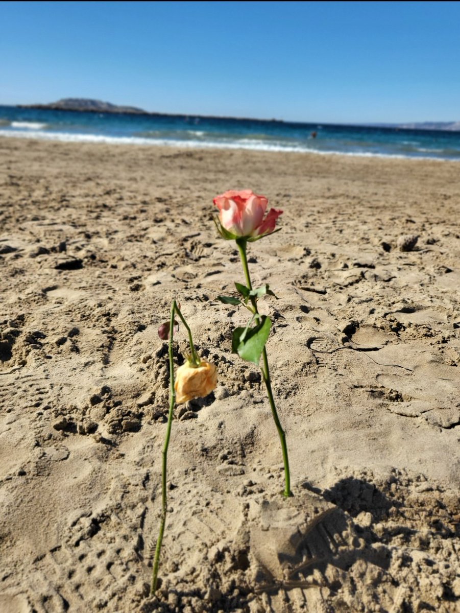 Bon dimanche. 🌷🫶🏼
N3arkom mabrouk.🌹🫶🏼
Bella giornata. 🌷🫶🏼
Happy day.🌹🫶🏼

#Marseille #marseillecity #marseillemaville 
#mer #Mediterranee #mediterraneansea #mediterraneanlife #mediterraneanlifestyle