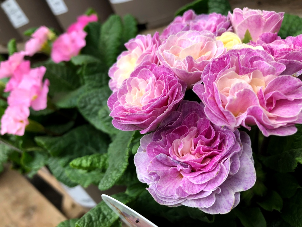 camdengardencen's tweet photo. It’s the #colour #pink not the cork that pops #primula #belarina #pinkchampagene
#gardencentre #socialenterprise #newseason #happyspring2023 #metime https://t.co/GxoN0IEguB