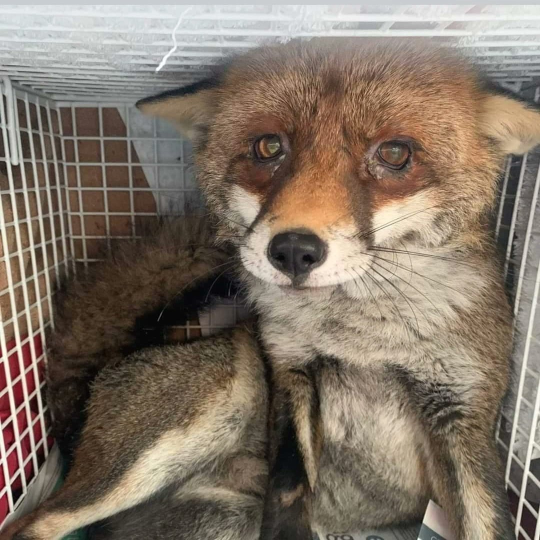 La situación del zorro en España es terrible. 
Son perseguidos por los cazadores hasta el interior de sus madrigueras por todo el país, casi 200000 zorros son ejecutados por estos cada año
Y el Gobierno que es cómplice de maltrato animal continua permitiendolo.
#ZorroVivo