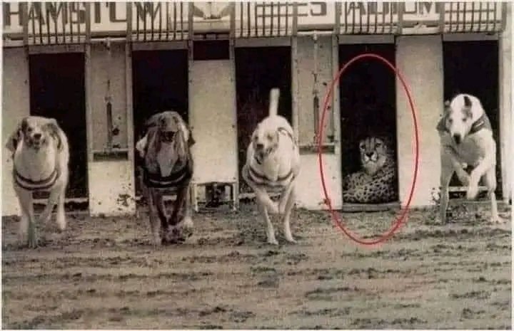 تُظهر الصورة سباقًا سريعًا بين الكلاب والفهد
 وكان الهدف هو معرفة من هو الأسرع
تفاجأ الجميع بأن الفهد لم يتزحزح عن مكانه
 سألنا منسق السباق عما حدث.
 بعد أن رأى هذه الصورة أجاب:
 أحيانًا تكون محاولة إثبات أنك الأفضل إهانة
فكر مليا قبل محاولتك في إظهار قوتك
#صباح_الخيرᅠ