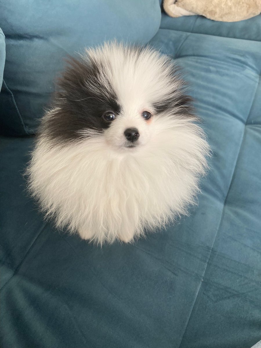 Vicente Olaya tweet media