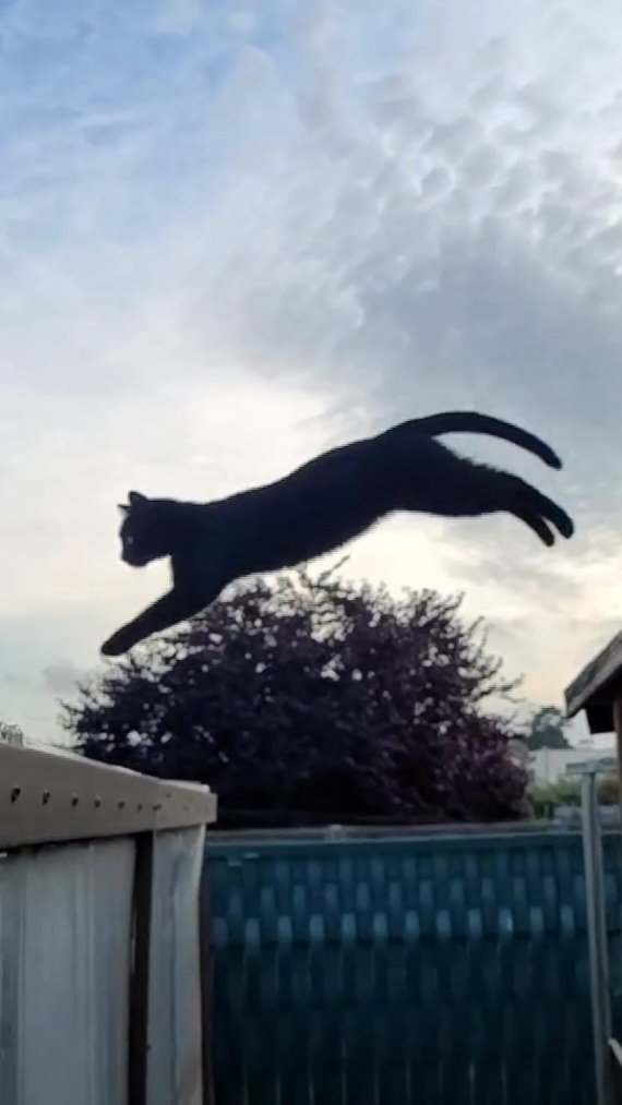 A puma ? No, just a ninja cat 😋🥷🐈‍⬛ #ninjacat #outdoorcat #CatsOfTwitter #CatsOnTwitter