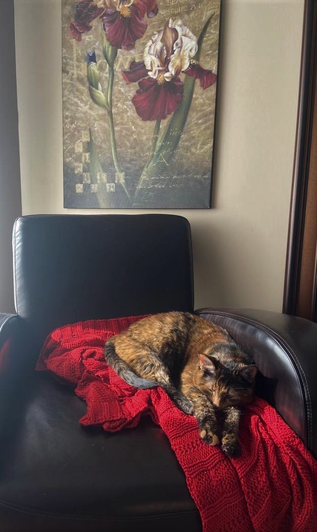 Paulpryce's tweet photo. A little late for #Caturday but couldn't resist sharing this photo of my #instacat. She's Florence, named for the nurse and the city where my wife and I honeymooned. https://t.co/uGHAGVQjFe