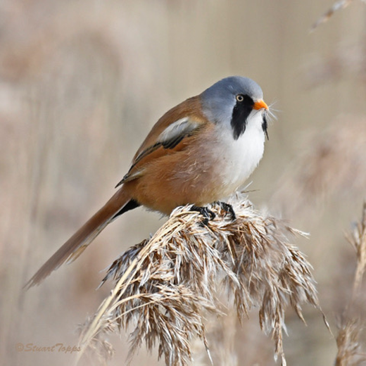 titchfieldhaven's tweet photo. A flock of 20 Bearded Tits made an appearance this afternoon; good to see so many (library photo - Stu Topps). Other highlights: Peregrine, 2 Red Kite, 2 Raven &amp; Marsh Harrier. Offshore: 3 Eider &amp; a Goldeneye flying west. https://t.co/r0IxT17YJR