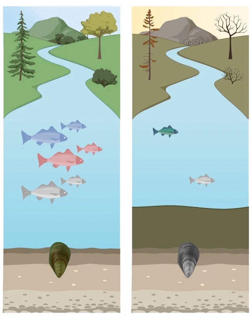 This week’s Water Blog, “Will more #wildfire and precipitation extremes #mussel-out California’s freshwater streams?” was contributed by Andrew Lawrence and Andrew Rypel (<a href="/andrewrypel/">Andrew Rypel</a>). 

Image credit: Vlastimil Novak, Lawrence Berkeley National Laboratory. 2/2
