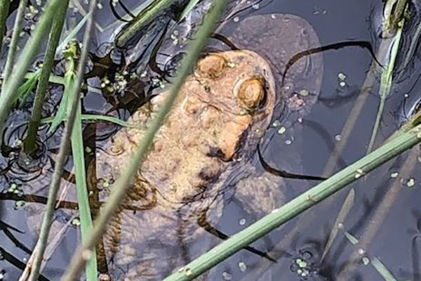 LBRUT's tweet photo. A small section of Church Road in Ham will be closed from tomorrow (Mon 27 Feb) until Mon 27 Mar, to allow breeding toads to make their annual carriageway cross over the next few weeks.

We're reminding residents to keep an eye out  🐸

Learn more ⬇️
https://t.co/eSrdAt0YSd https://t.co/sBLvAaNg7d
