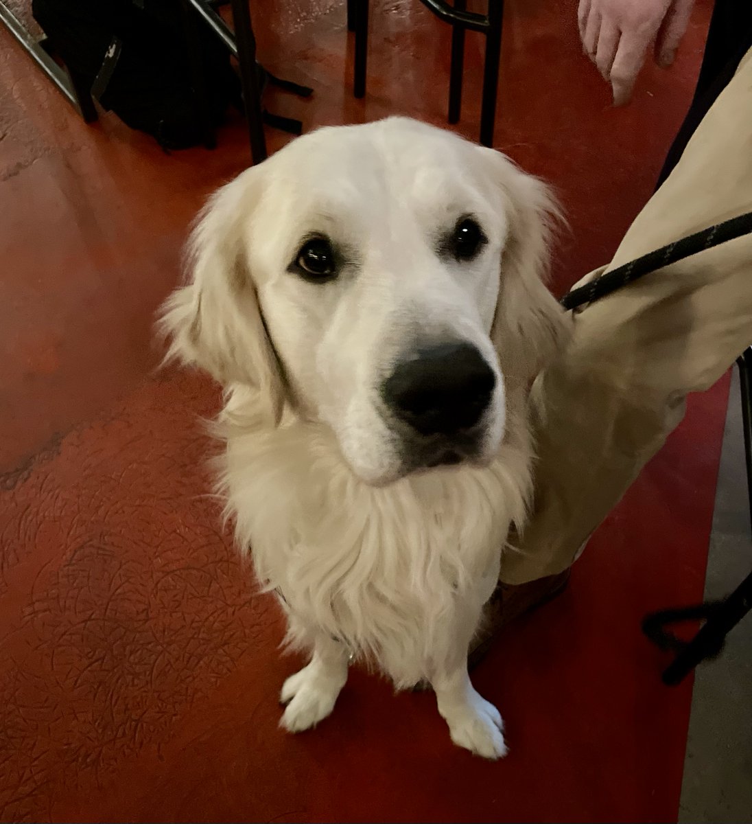 Say hello to Rum to make your Sunday even more enjoyable 🐾

#brewdogbristolharbourside #dogfriendlybar #dog #rum #doginsta