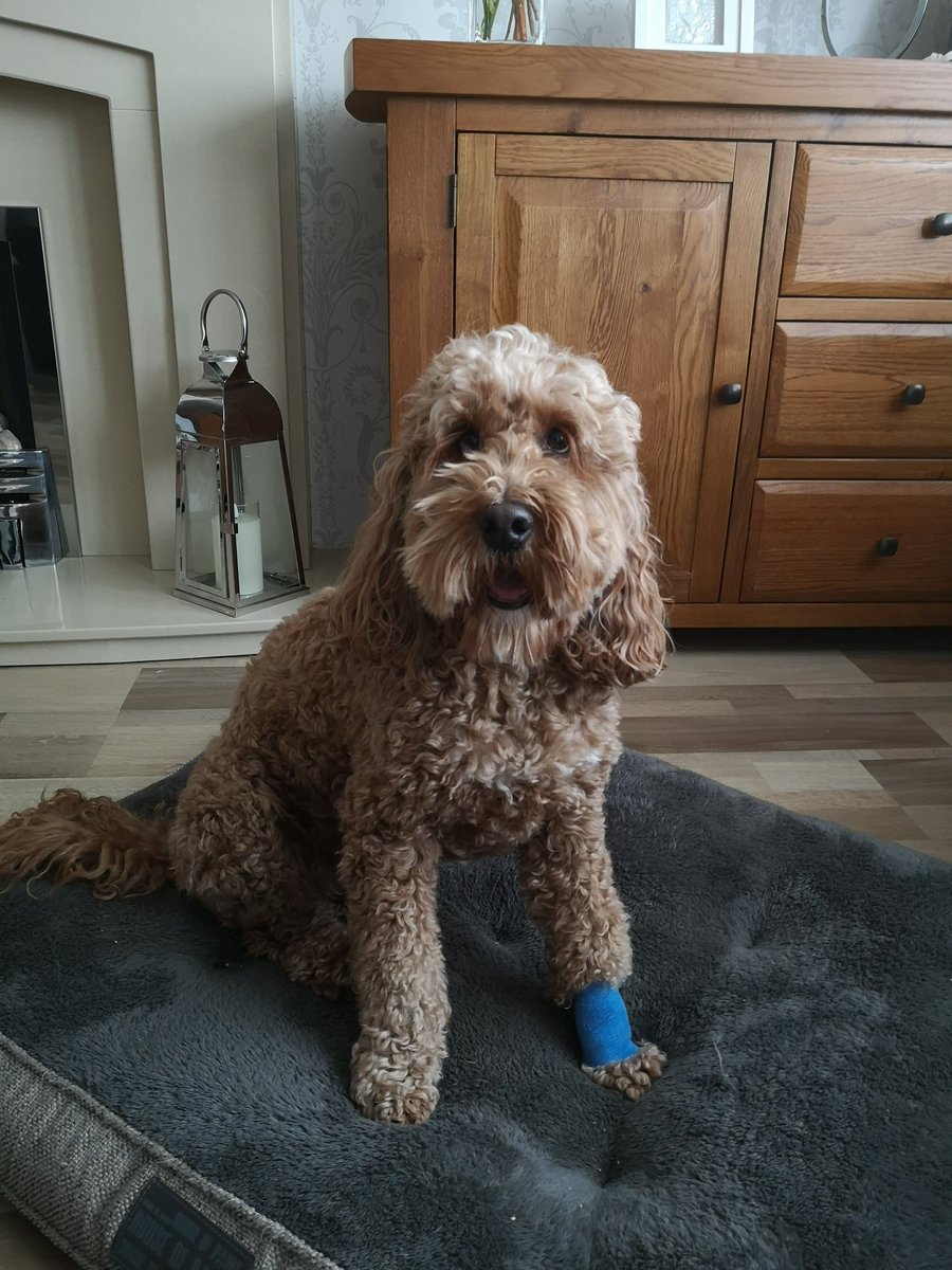 the_cockapoo's tweet photo. Doh! I've done it again! I've broken my dewclaw! Thankfully the nice vetty man @Medivet_UK #EatonRoad helped me out.  Send love and sossidges to aid recovery! 

#Cockapoo
#dogsoftwitter https://t.co/JWYhAgVrTZ