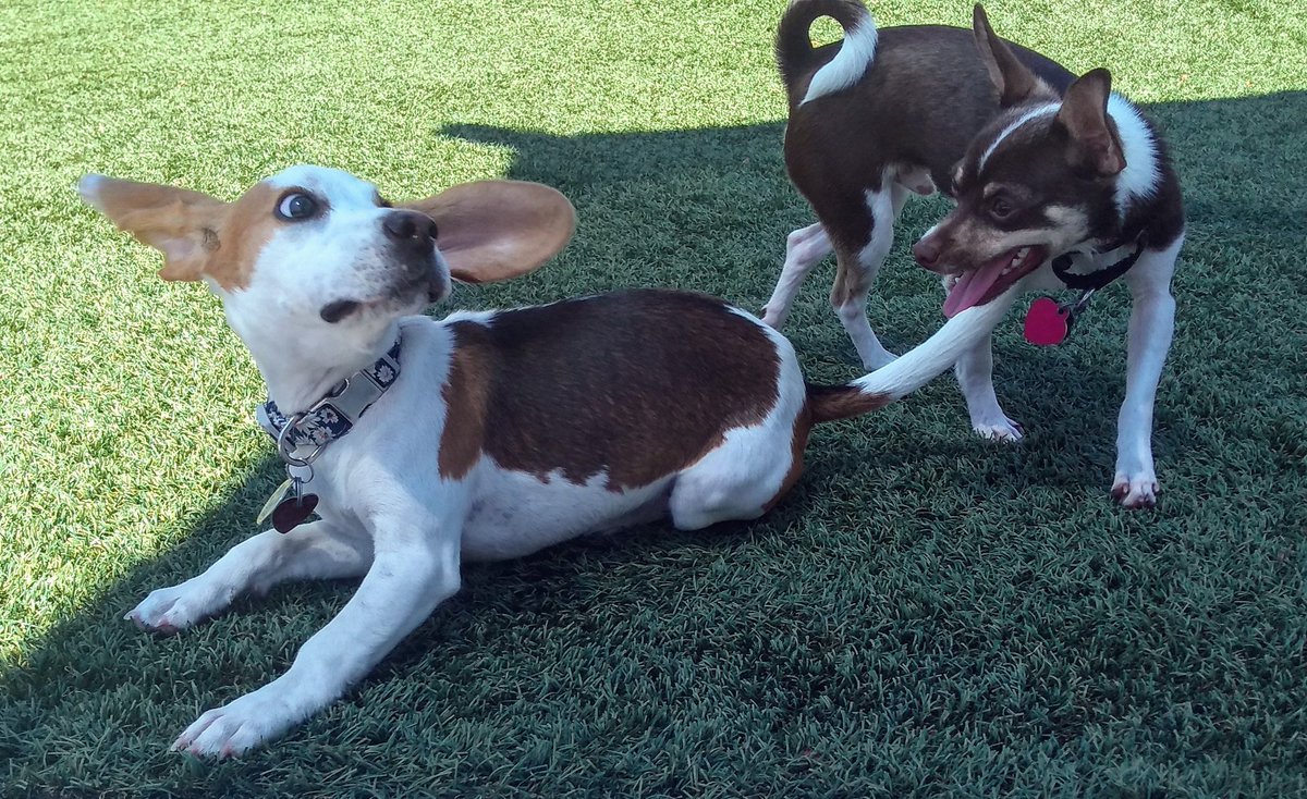 Hi ders! It's my's 3rd Birfday! Right now, I's celebration by's snoozin' in's. Later I's gonna take Beagle Daddy ta da Toy Store n let hims buy me's a present 🎁! In's da mean times, I's thunk youse would enjoy seein' Puppy Princess Scout again.