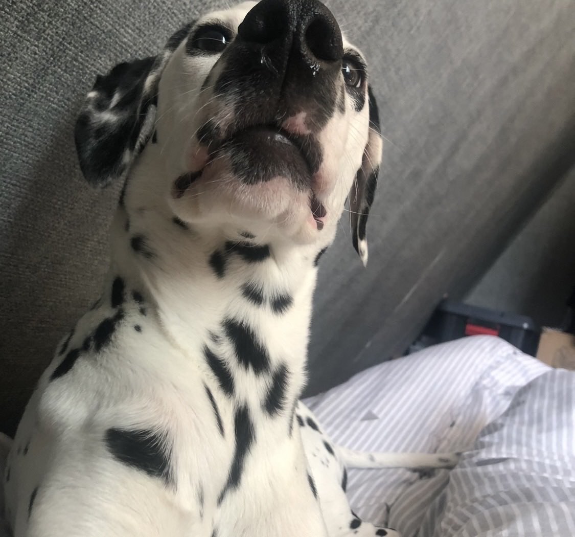 S2yoel's tweet photo. 벤 사진 잔뜩 얻었땅 ..... ♡🐾 https://t.co/wsH197BGeu