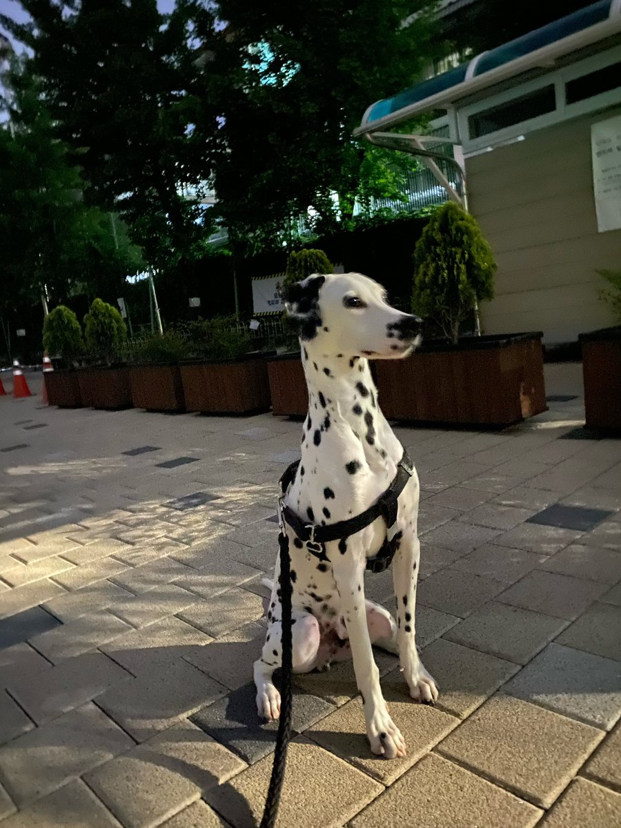 S2yoel's tweet photo. 벤 사진 잔뜩 얻었땅 ..... ♡🐾 https://t.co/wsH197BGeu