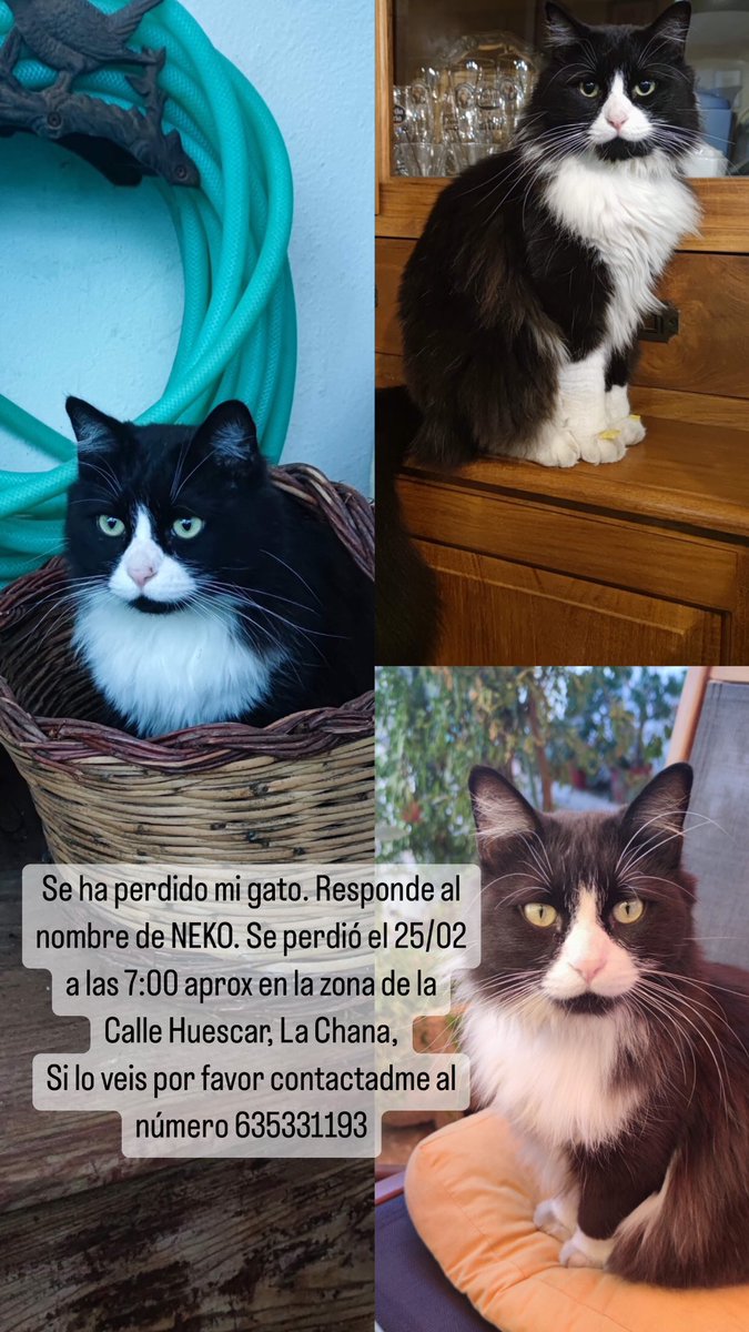 marymoles23's tweet photo. Ayudadme a encontrarlo por favor😔🙏🏼🙏🏼 https://t.co/nF1ssrr4Cv
