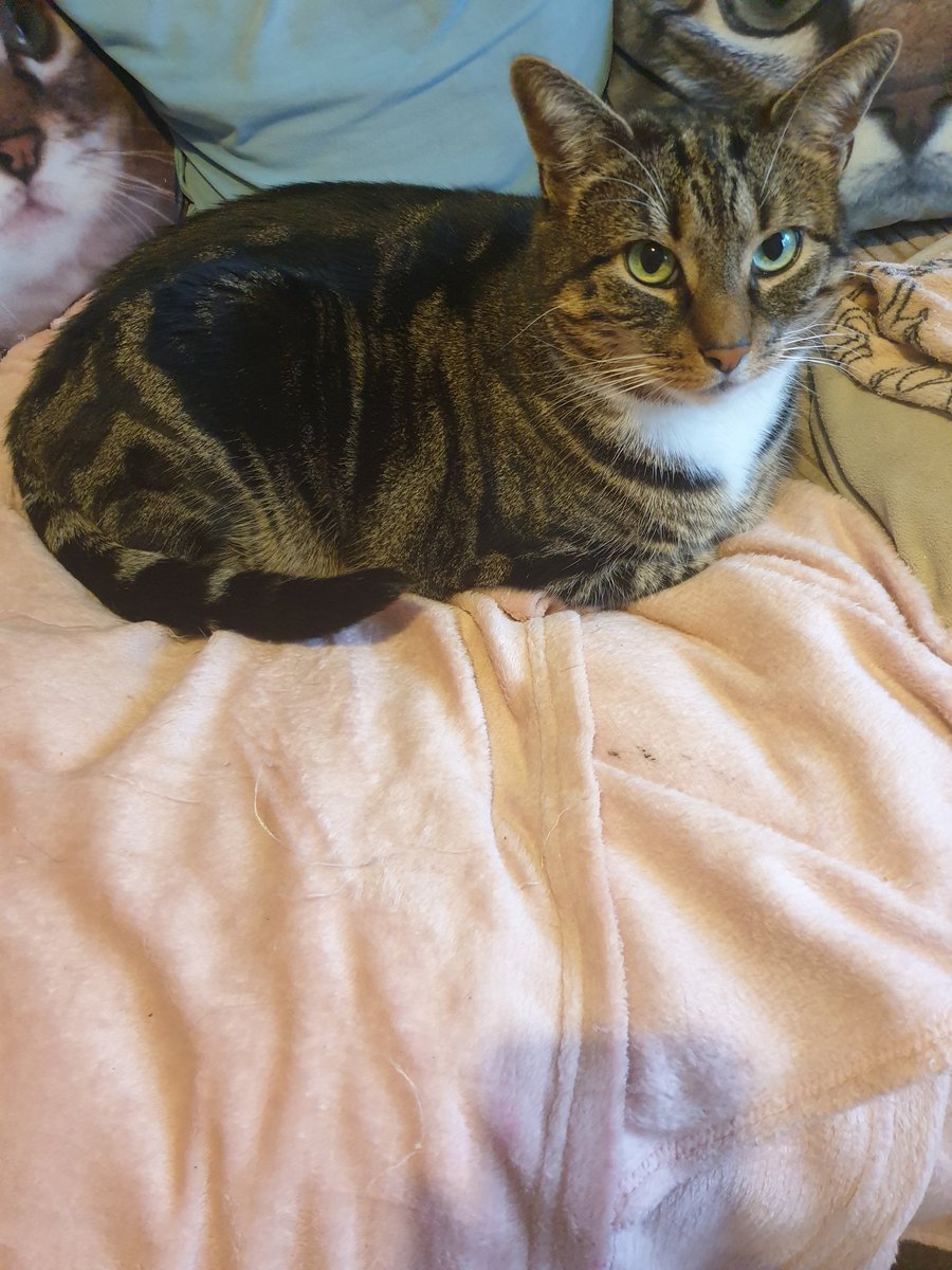 Tabbycat1361's tweet photo. @AllotmentCat My boy Sheldon loves Dreamies and absolutely adores Lick-e-Lix, he goes mad for them. https://t.co/pipQlgK2aA