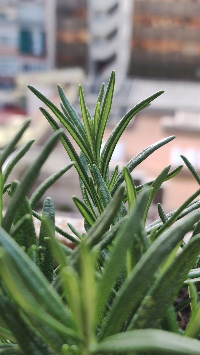 Urbacultiving's tweet image. Sou dels que us feu #infusions d #romaní? Us explico quatre coses:
-desestressa les idees
-ajuda a mantenir la memòria
-sola no convé per la hipertensió però ho podeu compensar amb farigola
-collida prop del mar té més propietats
⚠️ Però mai a la nit! Es estimulant😅
#hortConsell