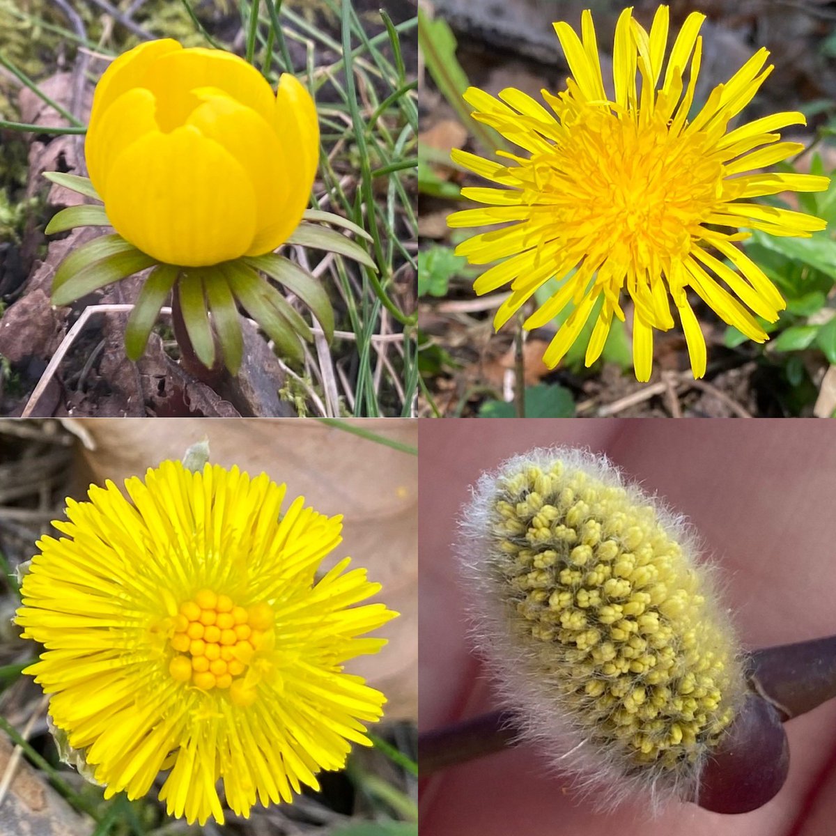 yorkhillgreen's tweet photo. #SignsofSpring in Yorkhill this week. #wildflowerhour #Coltsfoot #Dandelions #Crocuses #SallowCatkins #WinterAconites #EarlyBumblebee #RedTailedBumblebee #TreeBumblebee #BLines https://t.co/F7eqoQPh4k