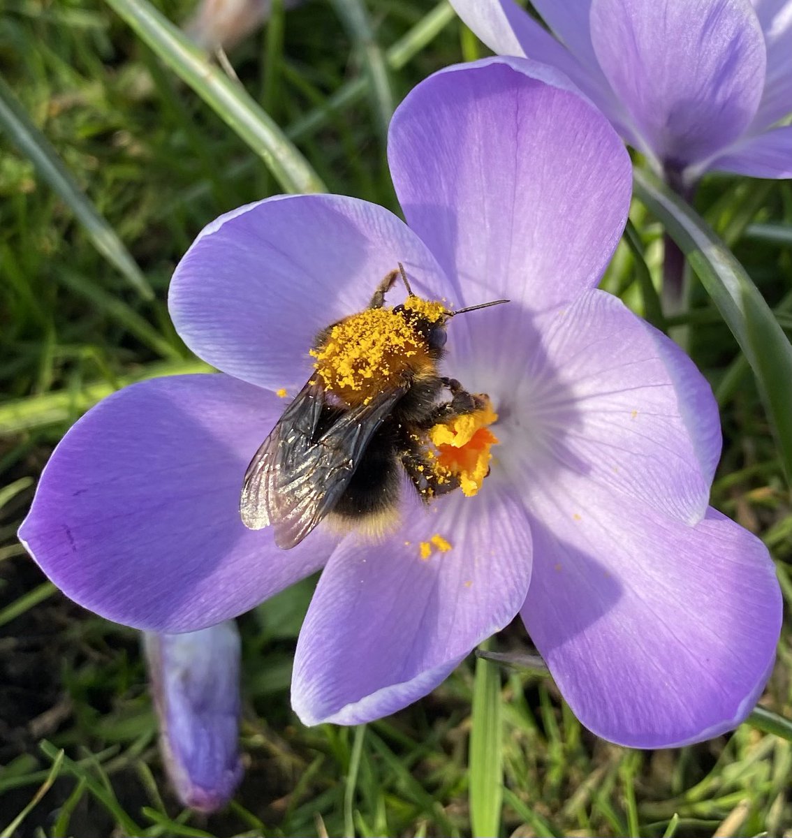 yorkhillgreen's tweet photo. #SignsofSpring in Yorkhill this week. #wildflowerhour #Coltsfoot #Dandelions #Crocuses #SallowCatkins #WinterAconites #EarlyBumblebee #RedTailedBumblebee #TreeBumblebee #BLines https://t.co/F7eqoQPh4k