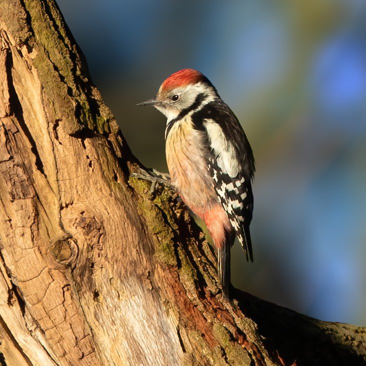 Middelste bonte specht in het ochtendzonnetje, vanochtend bij De Wamberg☀️

#middelstebontespecht #middlespottedwoodpecker #birdwatching #almostspring #birdphotography #vogelfotografie #birds #vogel #tree #vogelbescherming_nederland #vogelbeschermingvlaanderen #NaturePhotography