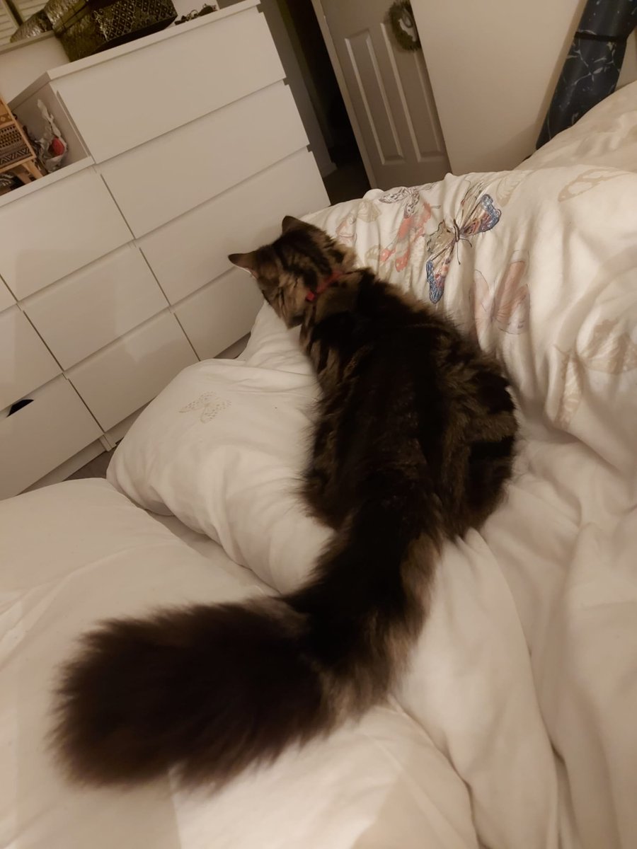 Luigi be growin'. big tail ^-^