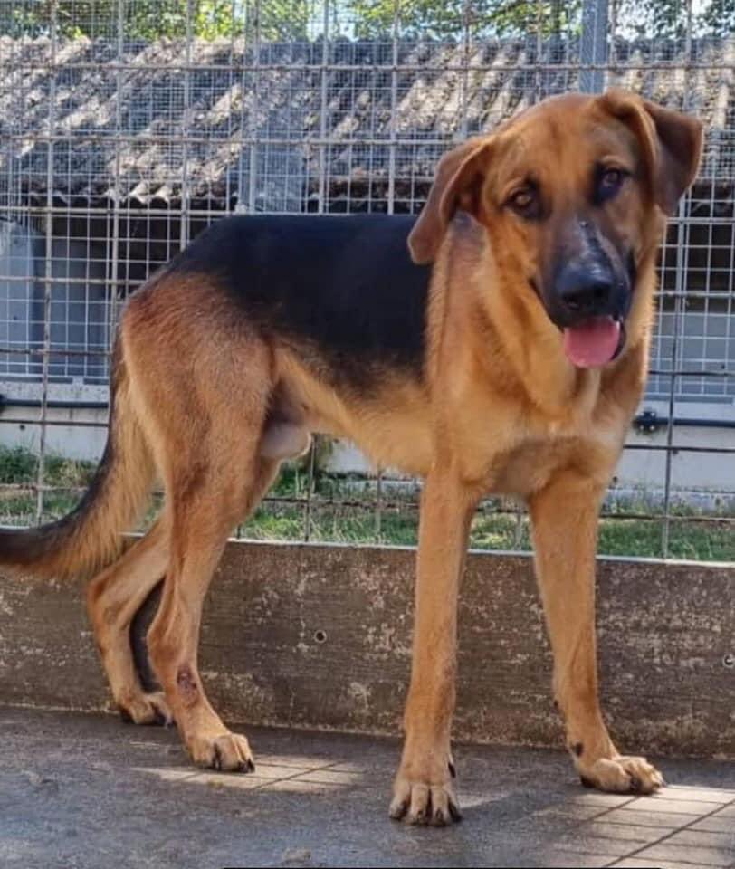 oipalaquila's tweet photo. È passato un anno dal tuo primo post e non è mai arrivata una richiesta.
Nonostante il canile tu sei il cane dolcissimo di sempre.
È un mix Pastore Tedesco,taglia grande, ha due anni, e raggiunge il centro e nord Italia.
￼3403834435 solo mess whatsapp https://t.co/XfCMcbLWBJ