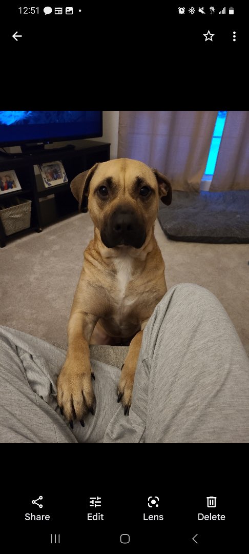 aimeeh11's tweet photo. @NEHumaneSociety how could you do this to my friend and her family https://t.co/t7IfowFLCq