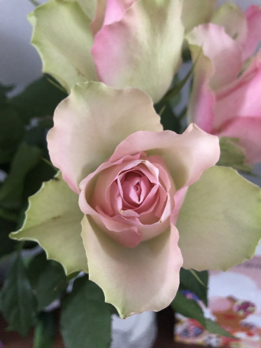 KristyB70sbaby's tweet photo. Birthday flowers from M&amp;S 🥰 #marksandspencers #Shrewsbury https://t.co/oBeizWs8Xt