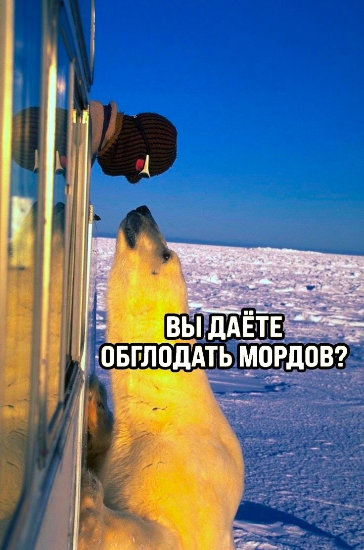 drunktwi's tweet photo. Однажды в Арктике https://t.co/grBAYsFj7e