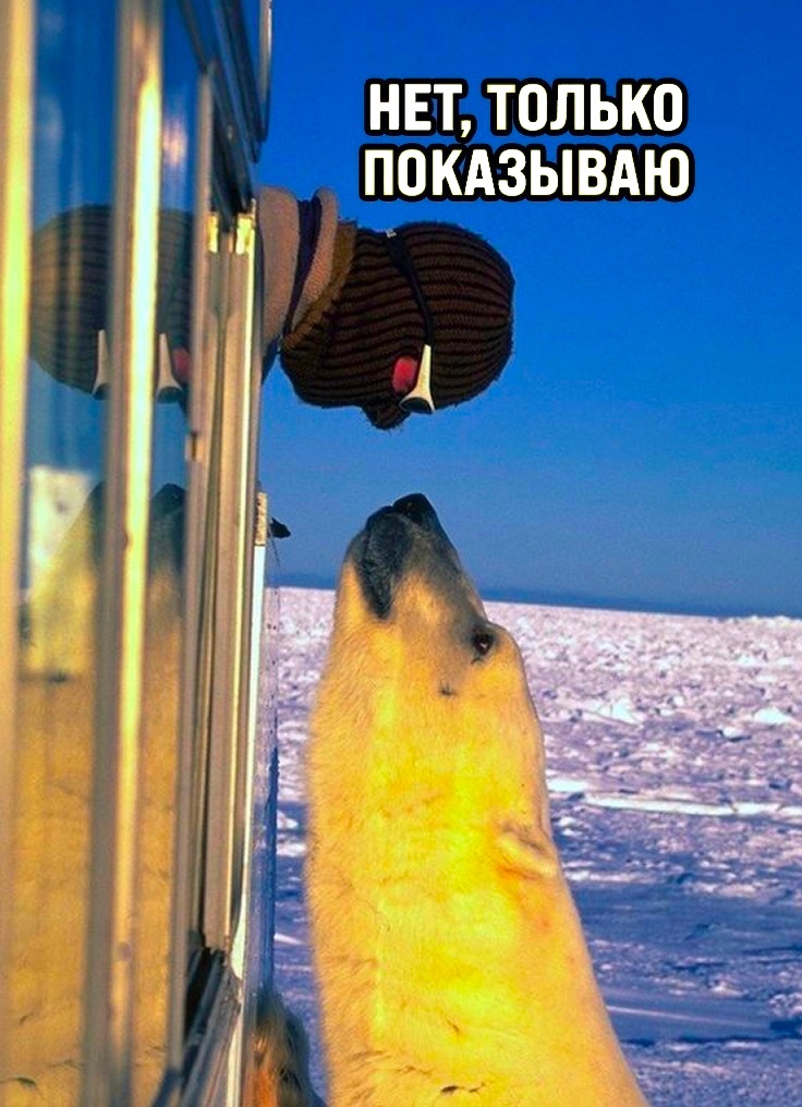 drunktwi's tweet photo. Однажды в Арктике https://t.co/grBAYsFj7e
