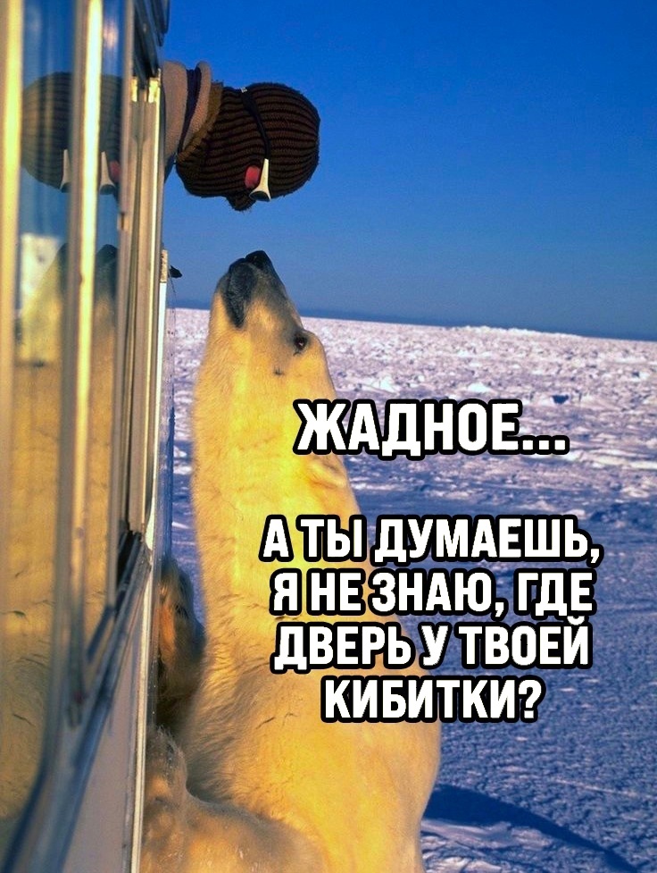 drunktwi's tweet photo. Однажды в Арктике https://t.co/grBAYsFj7e