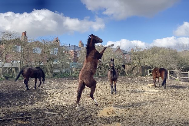 JohnWathenBerry's tweet photo. How to enjoy a Sunday (even when it’s not nearly as warm as it looks) #Duchess #BriefGoodbye #PantomimePrince #BerylBurton #TurnOfPhrase #CloudyRose #Blakeney #Morston #Gus #Eljaytee #DasKapital https://t.co/pUmynZ4YPm