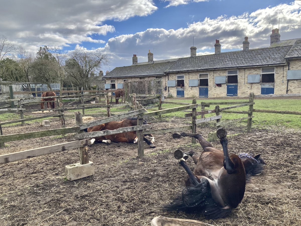 JohnWathenBerry's tweet photo. How to enjoy a Sunday (even when it’s not nearly as warm as it looks) #Duchess #BriefGoodbye #PantomimePrince #BerylBurton #TurnOfPhrase #CloudyRose #Blakeney #Morston #Gus #Eljaytee #DasKapital https://t.co/pUmynZ4YPm